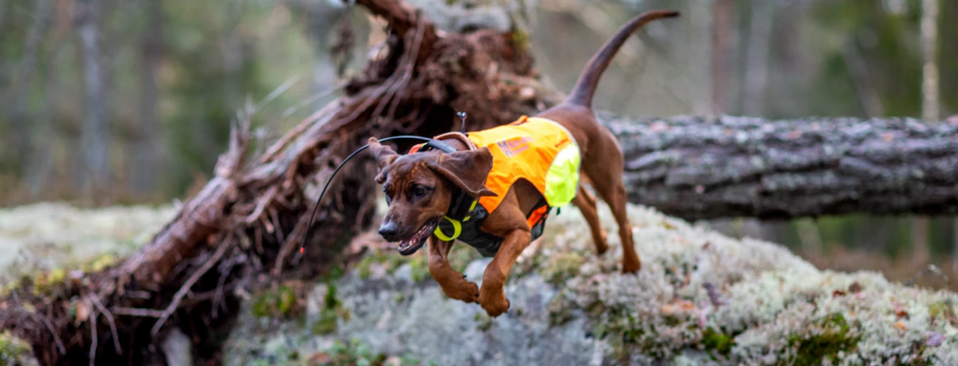 En hund med en ljusorange säkerhetsväst springer energiskt genom en skog, med en fallande trädstam i bakgrunden.