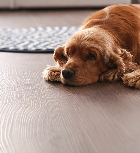 Hund som verkar ledsen eller trött ligger på golvet i ett vardagsrum.