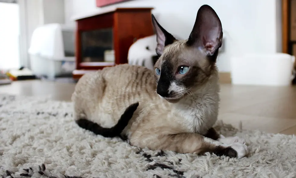 En katt av rasen cornish rex med blå ögon och lockig päls som ligger avslappnat på en matta i ett vardagsrum.