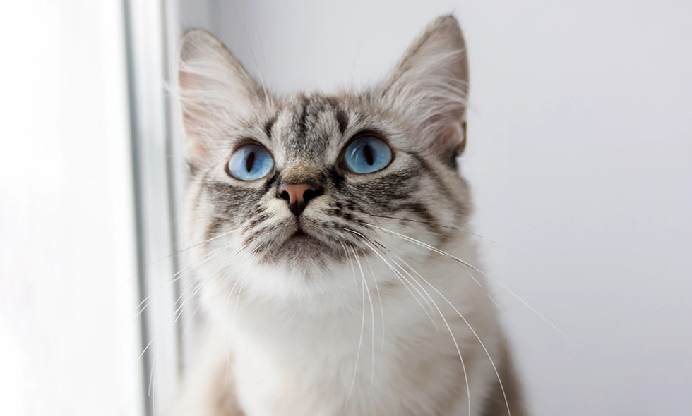 Katt av rasen neva masquerade med ljusgrå päls, mörka ränder och klarblå ögon sitter vid ett fönster med vit bakgrund.