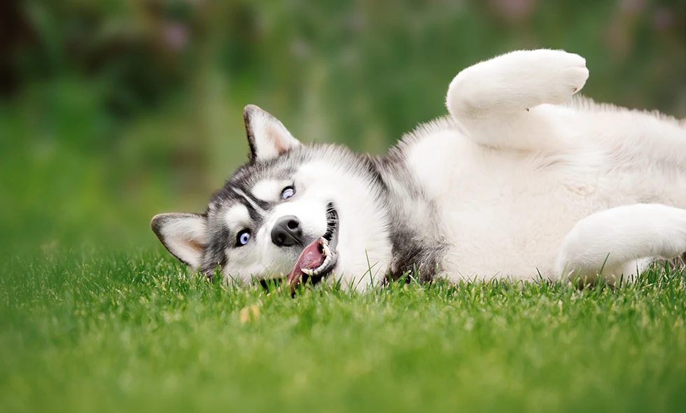 En glad husky ligger på rygg i grönt gräs med tungan ute och ser lekfull ut.