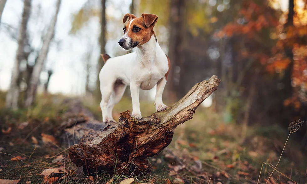 En Jack Russell terrier står på en mossig trädstam i skogen. Hunden ser alert ut, omgiven av höstlöv och mjukt dagsljus.