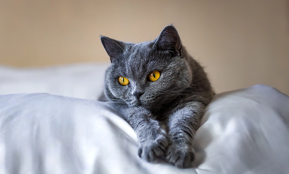 Grå katt av rasen brittiskt korthår med gula ögon ligger avslappnat på en vit kudde.