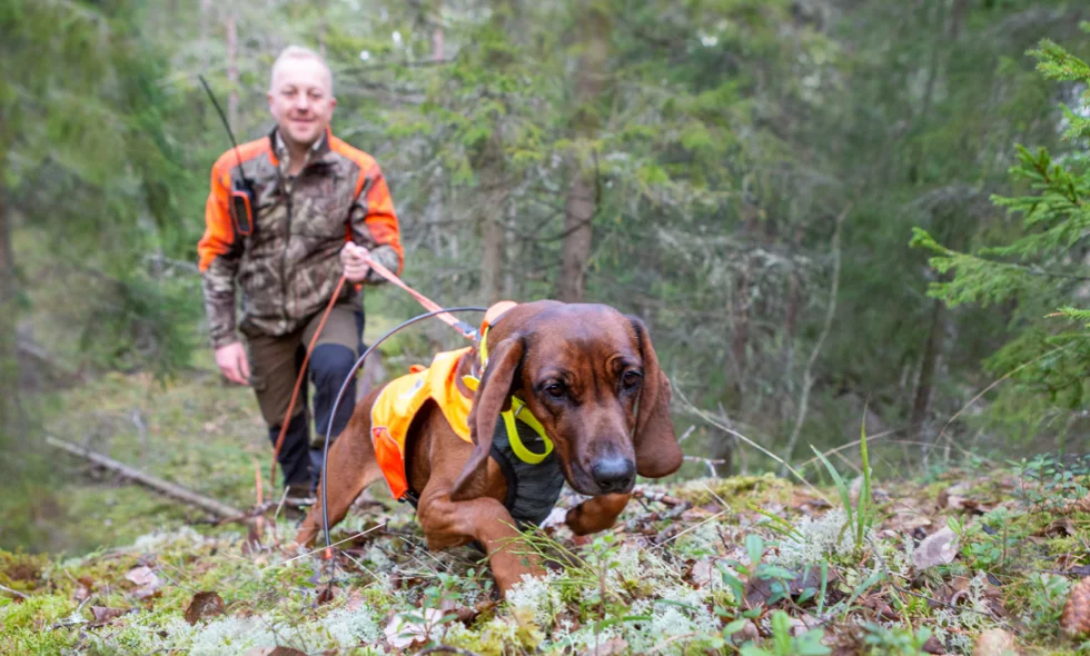 En man går i skogen med jakthund.