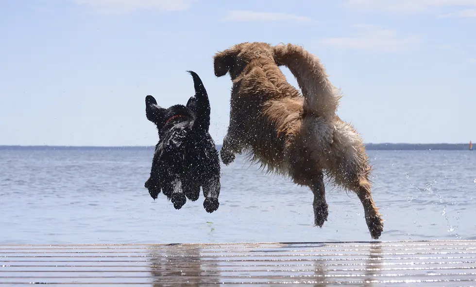 Två hundar, en svart och en gyllene, hoppar ivrigt in i vattnet från en brygga på en solig dag.