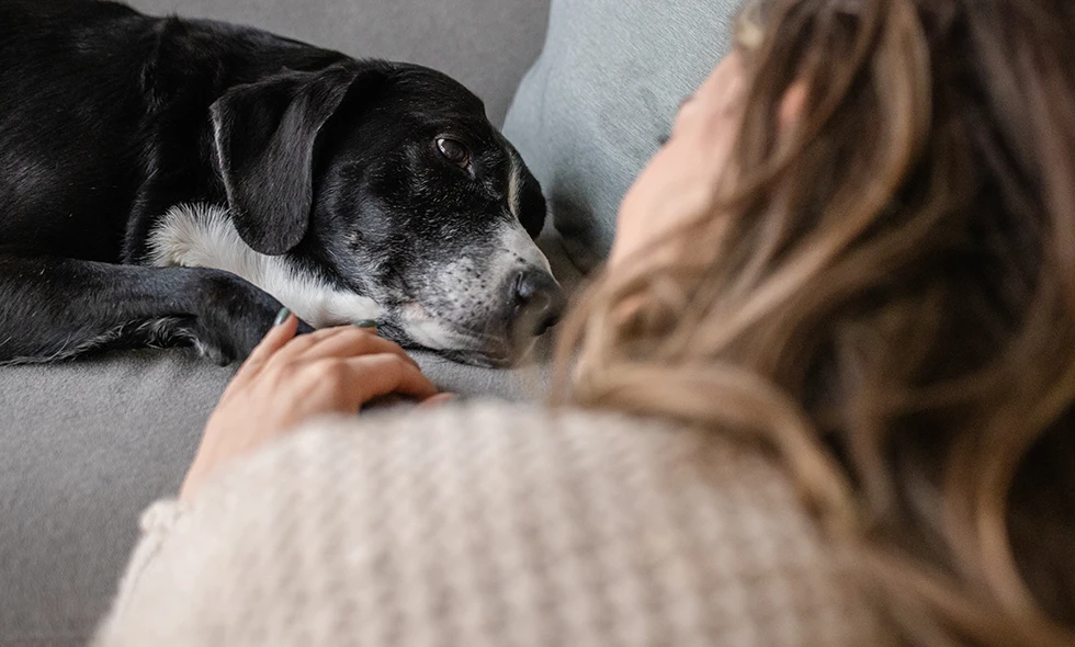 Hund ligger på en soffa och ser på en person som ligger bredvid och håller handen på hunden.