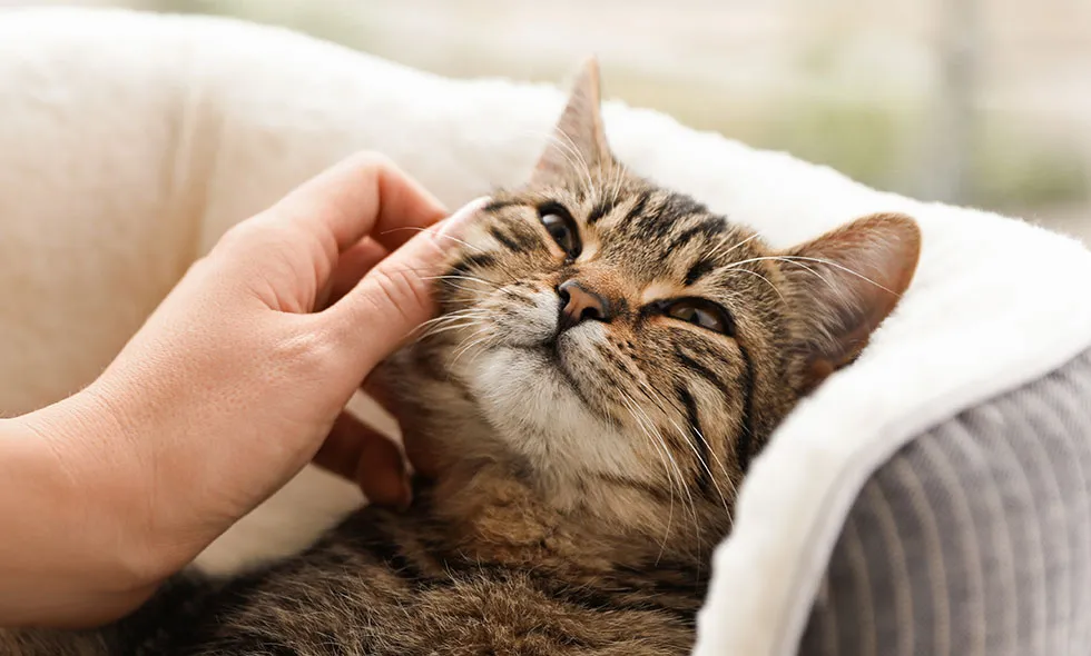 Katt liggandes i en grå kattbädd blir kliad på huvudet av en hand.