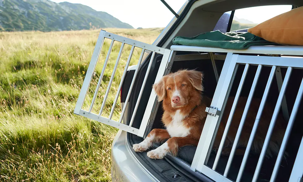 En rödbrun hund sitter i en öppen bilbur i bagageutrymmet på en bil, omgiven av en solig äng.