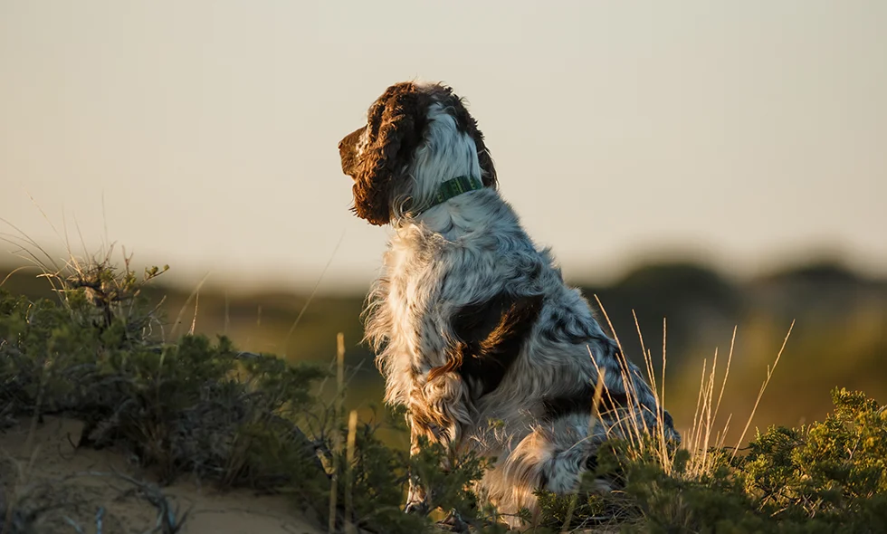 En svartvit spaniel sitter på en sandig kulle omgiven av växter. Hunden tittar bort mot horisonten i varmt kvällsljus.