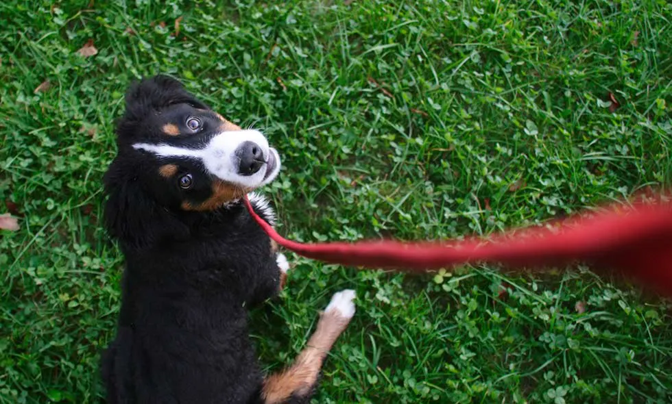 Hund ser upp från gräsmatta med rött koppel runt halsen.
